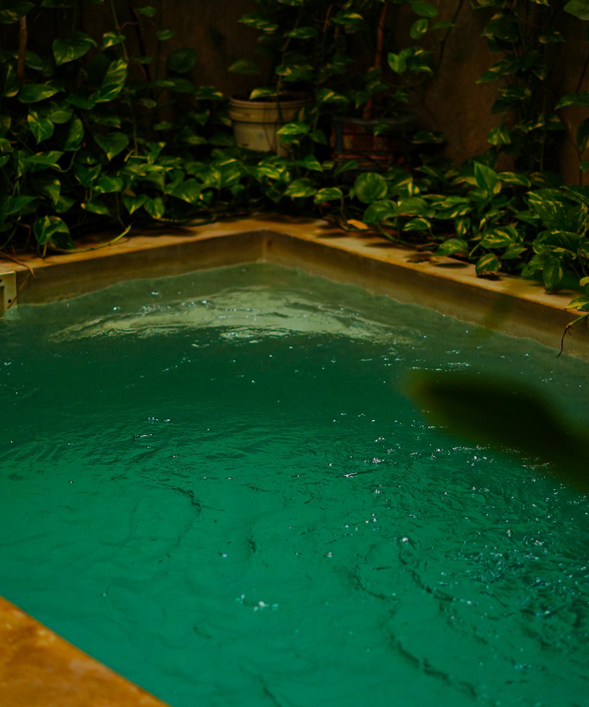 Firefly Boutique Hotel — the green plunge pool fringed with pothos