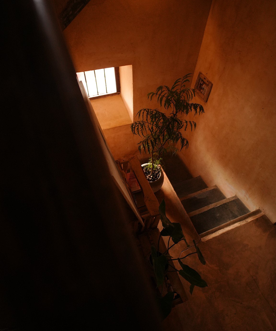 Looking down a stairwell past a potted neem toward a barred window